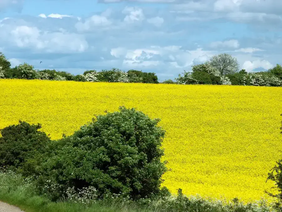 Biofuel feedstock crop in bloom — sustainable bioenergy supply chain