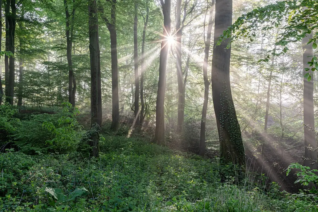Natural Credits — carbon credit and offset consulting partner, forest carbon sink
