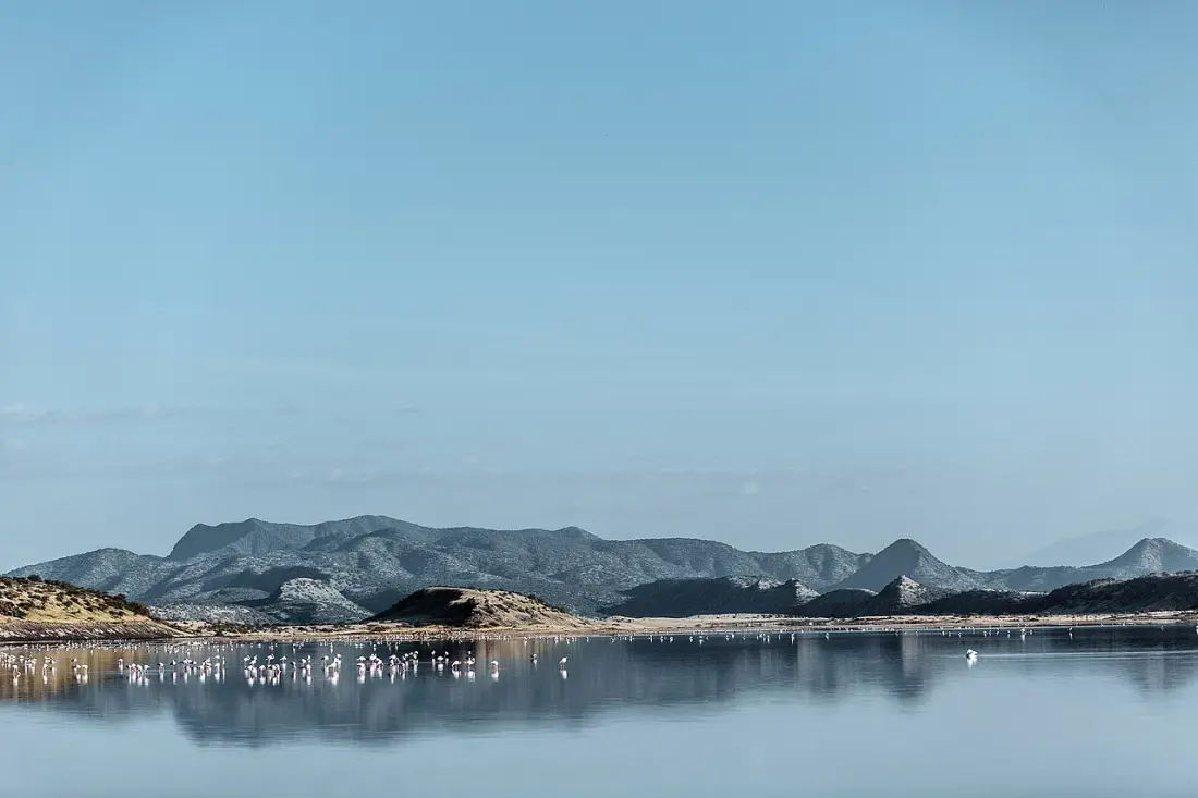 Nature-based carbon credit projects — flamingos across a protected wetland